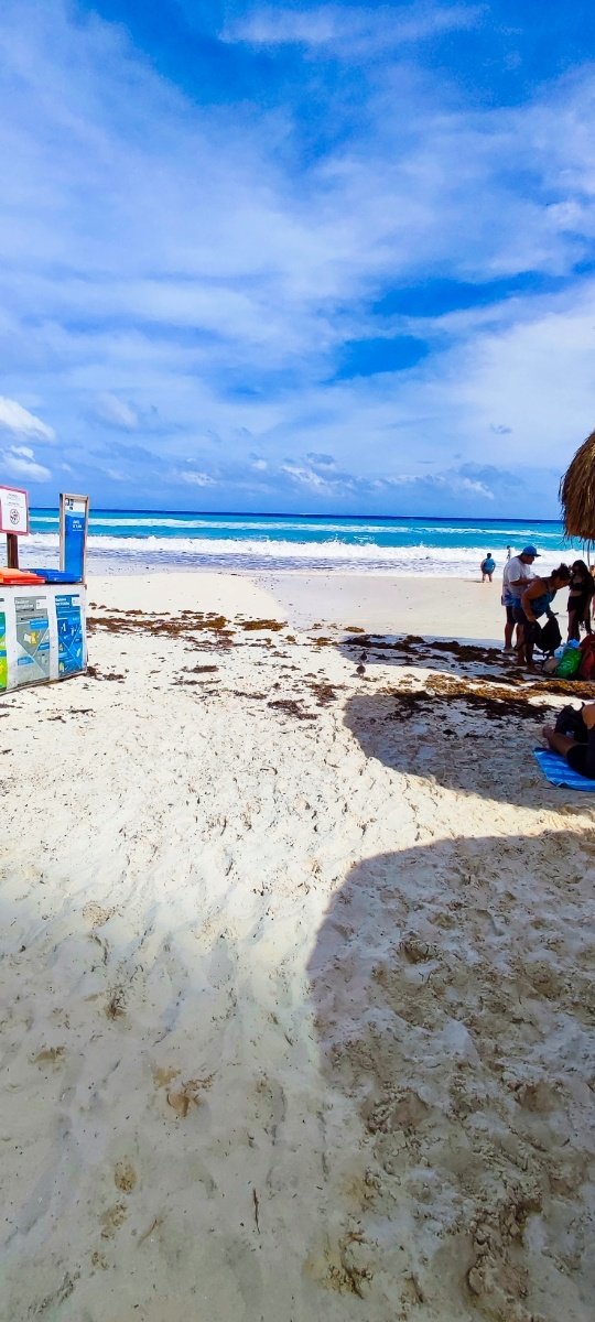 Playa Chac Mool con algas en la orilla y turistas disfrutando del mar. © 2024 Castor Daniel Oregel Maldonado